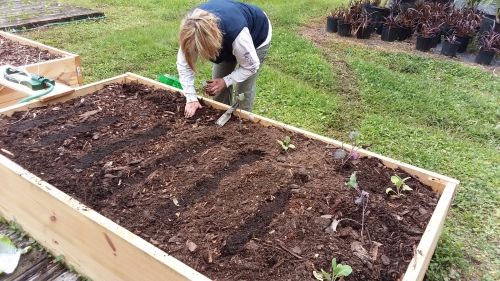 Planting in the raised bed garden boxes.