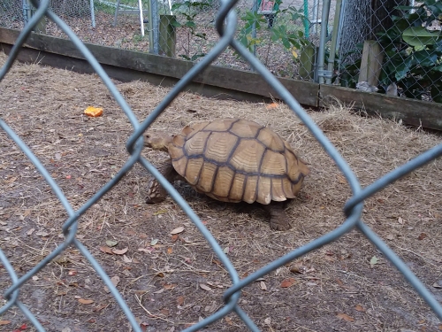 A very large Sulcata desert tortoise.