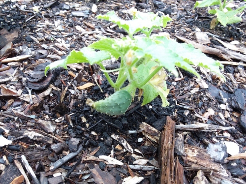 Baby cucumbers in our garden.
