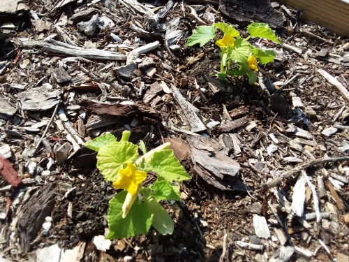 Cucumber plants blossoming.