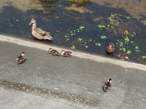 Ducklings in the canal.