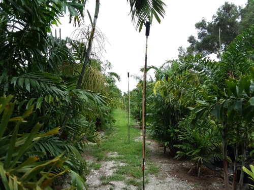 A line of raised sprinklers in the palm grove.