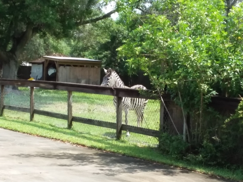 Our neighbor's zebra.