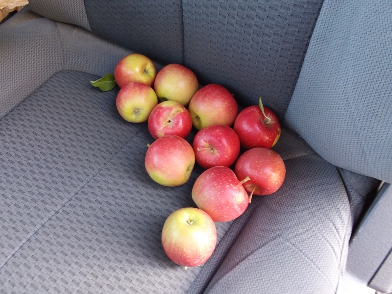 Apples picked from our tree..