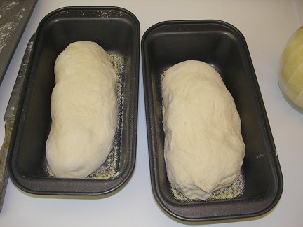 The dough in the loaf pans