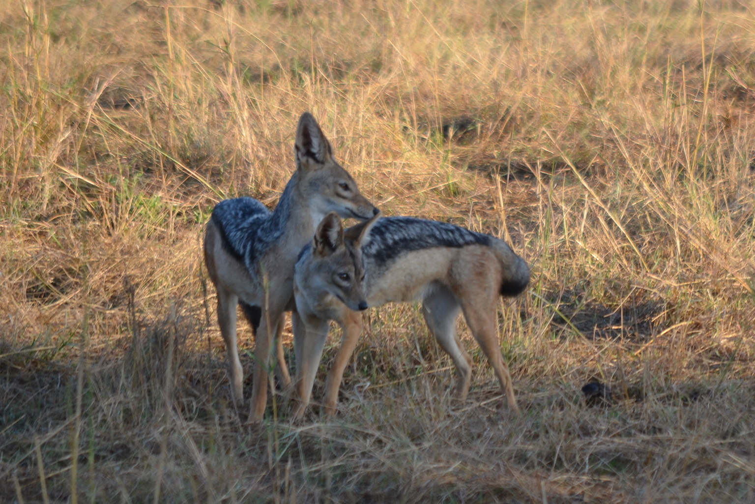 A pair of black-backed jackals in Serengeti National Park.