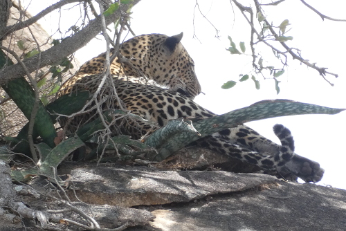 A leopard resting in the shade in Serengeti National Park.