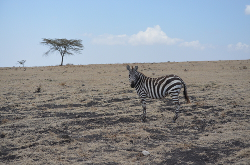 A lone zebra in Serengeti National Park.