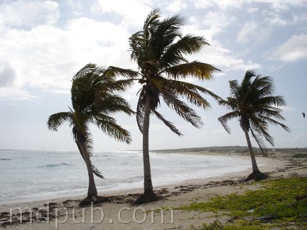 3 coconut palm trees on the beach in Cozumel Mexico.