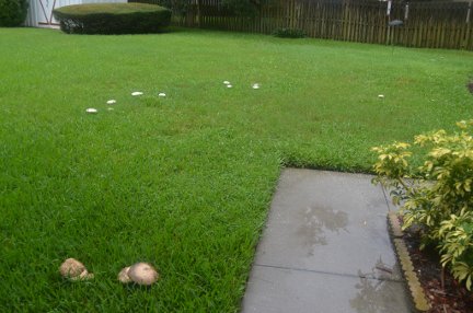 A fairy ring of mushrooms on my front lawn.