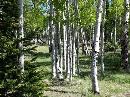 Aspen trees in the White Mountains of Arizona.