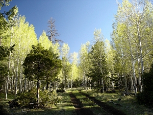 An aspen grove in the White Mountains of Arizona