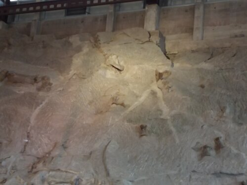 The wall of bones at Dinosaur National Monument.