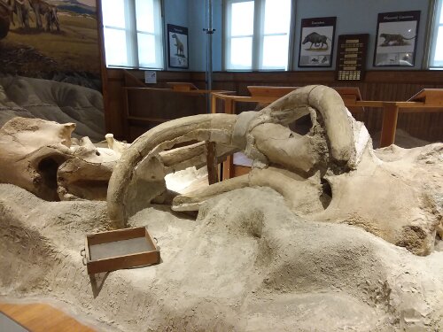 The interlocked mammoth skulls at Ft. Robinson.
