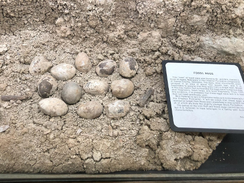 Fossilized Egges at the School of Mines museum.