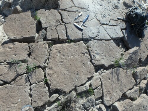 A fossil trackway of rhino footprints.