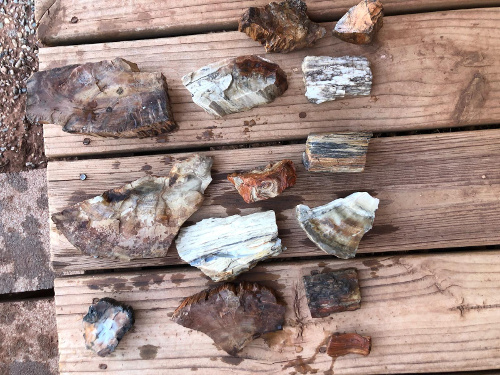 Our collection of petrified wood.