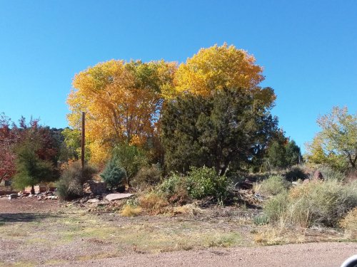 Cottonwood trees in fall color.