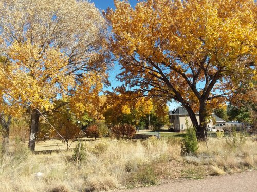 More colorful cottonwood trees.