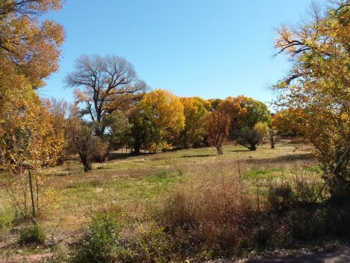 Yet more colorful cottonwoods.