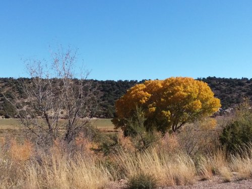 One lone cottonwood in fall colors.