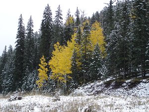 Golden aspens in the snow
