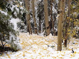 Golden aspen leaves on fresh snow