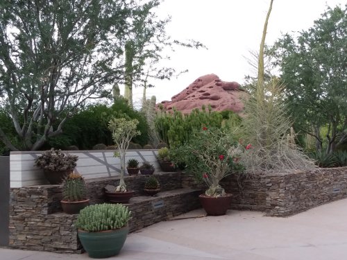 The Desert Botanical Gardens.
