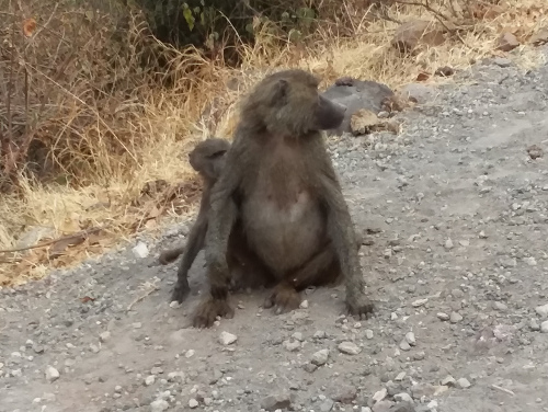 Baboon mother and baby.