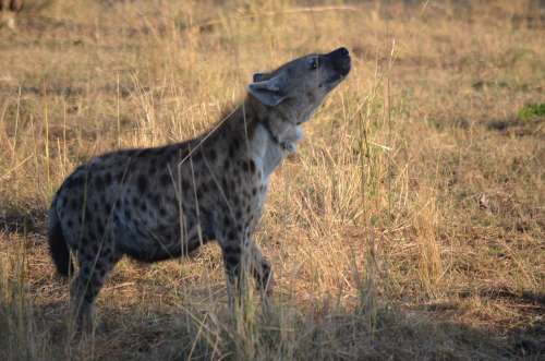 A close-up of a spotted hyena.