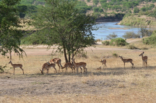 A harem of female impala.