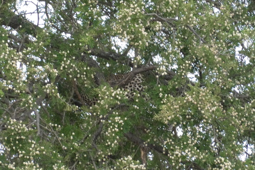 A leopard sleeping in a sausage tree.
