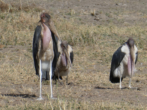 Marabou Storks.