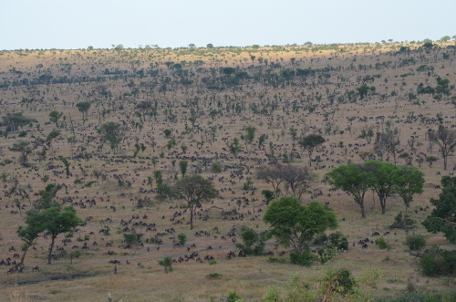 An immense herd of wildebeest.