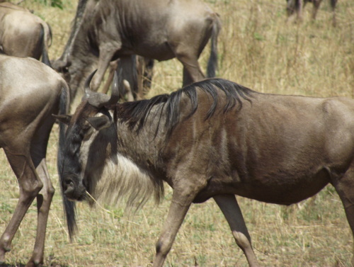 A close-up view of a wildebeest.