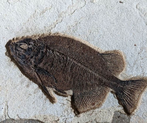 A fossil fish of the type Joe preps.