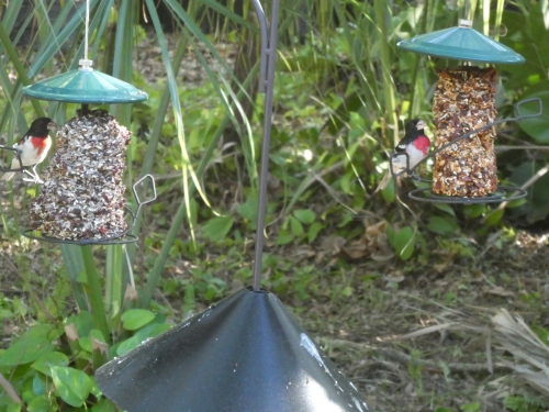 A pair of rose-breasted grosbeaks on our feeders.