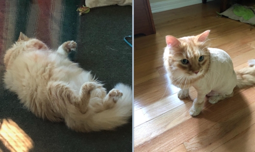 George the cat before and after his lion cut.