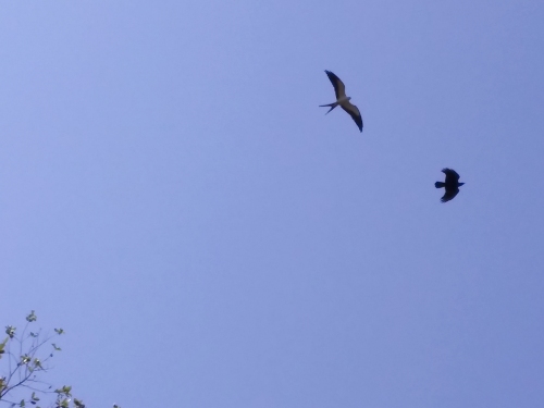 A swallow-tailed kite and a crow.
