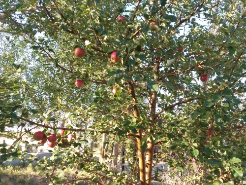 An apple tree loaded with apples.