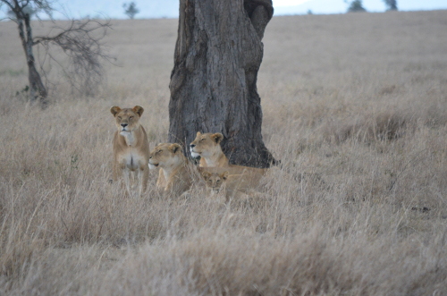 A group of three lionesses and a kitten in Serengeti National Park.