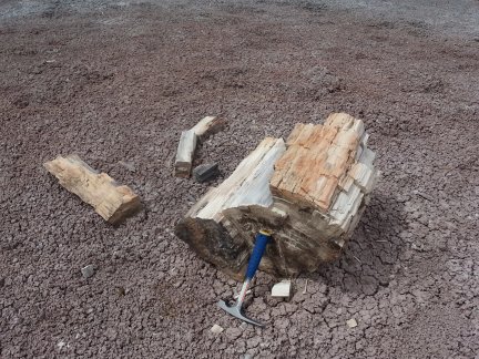 A big log of petrified wood.