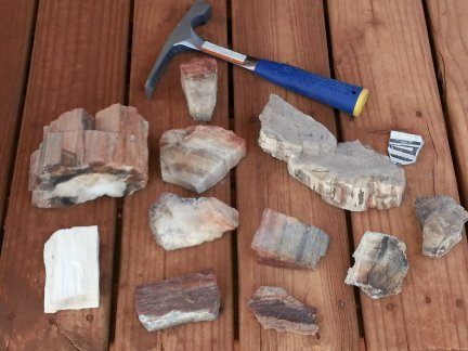 The day's haul of petrified wood specimens.