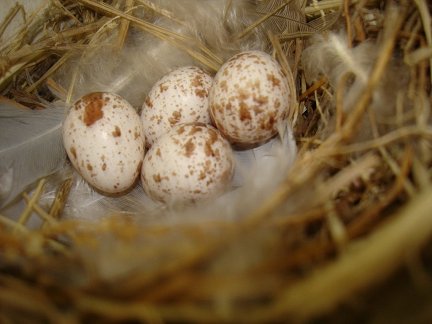 Eggs in a Cliff Swallow nest under a ramada at the Louisania welcome center.