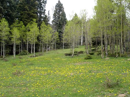 An alpine meadow high in the mountains of Northern New Mexico.