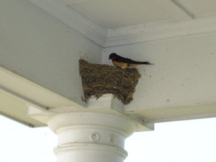 A Cliff Swallow nest under a ramada at the Louisana welcome center.