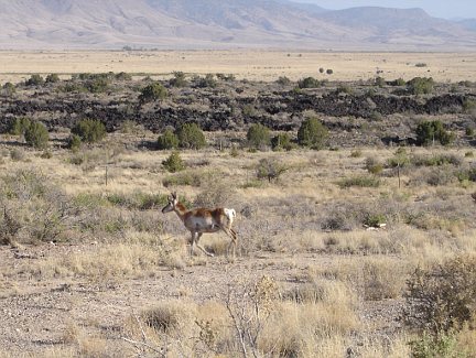 A pronghorn antelope in Valley of Fires State Park in New Mexico.