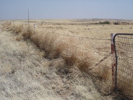 Tumbleweeds piled against a fence near Concho, Arizona.
