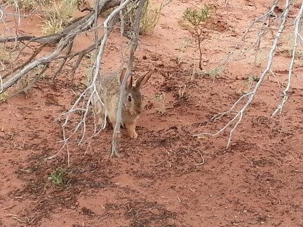 A rabbit on my Arizona property.