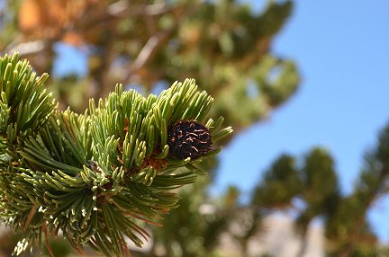 a close-up of a cone from a bristlecone pine tree.